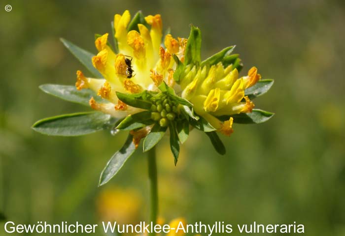 Wundkleegewoehnlich   20070906