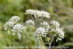 Baerenklauwiesen         20070906