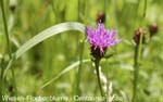Flockenblumewiesen   20070906