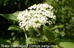 Hartriegelroter       20070906