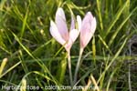 Herbstzeitlose               20070906