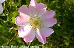 Hundsrose                     20070906