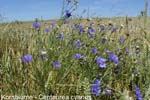 Kornblume                     20070906