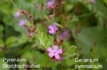Storchschnabelpyrenaeen         20070906