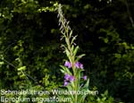 Weidenroeschen             20070906