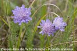 Wiesenknautie              20070906
