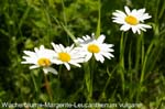 Wucherblume                 20070906