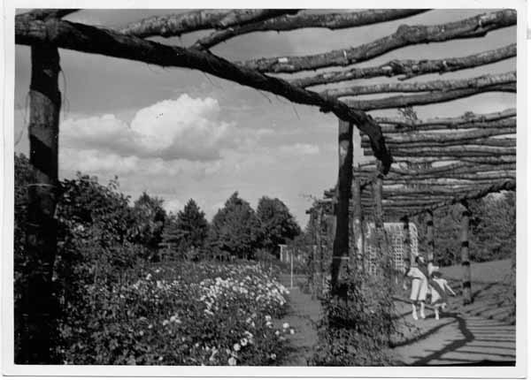 Roseraie 1936 01