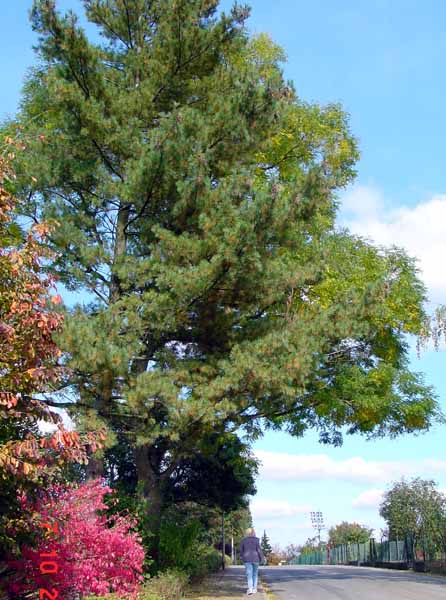parc_de_la_ville2003 (31)
