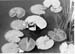 Jardins Educatifs 1963 17