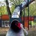parc_de_la_ville2003 (19)