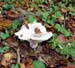 parc_de_la_ville2003 (40)