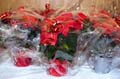 anniv30femmesliberales20071123092