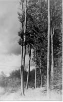 parcville015 cp