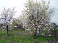 nonnewisen200504003