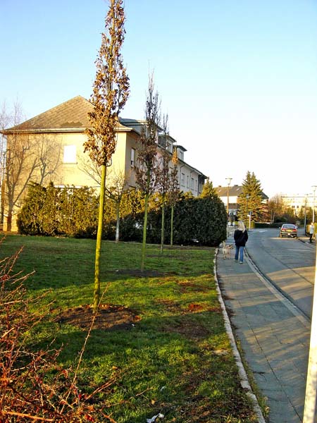 aerodrome 2004 03 001 Neuanpflanzung
