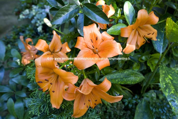 neudorfrue20080804016
