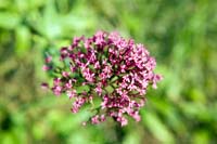 nature200509010