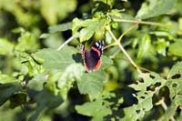 nature200509011