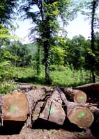 parc_grouwen4341